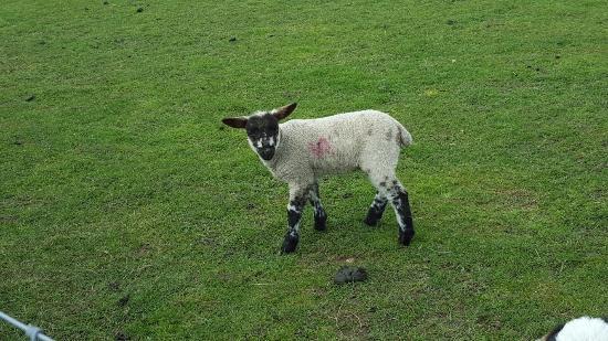 Betty's Farm Shop