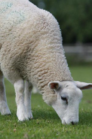 Manor Organic Farm