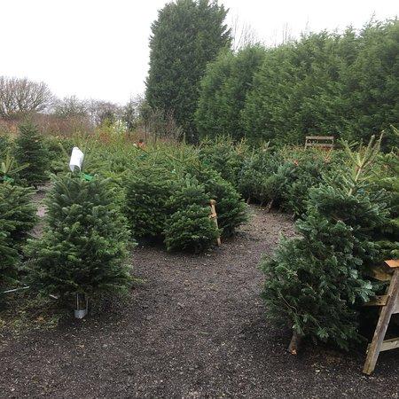 Chapman's Nurseries Topiary Tea Rooms